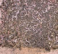 Vermicompost