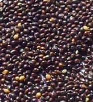 Broomcorn Millet