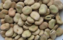 Broad Beans