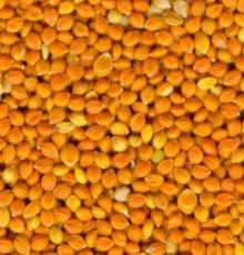 Millet in husk