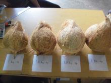 Coconut full husked or semi husked