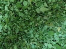 moringa leaf dried