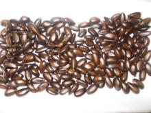 soursop seed