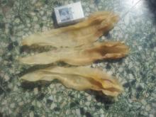 Fish Maw of Chiarela