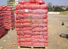 Onion