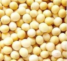 Edible Soybeans