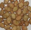 Broad Beans