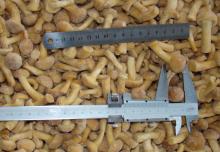 iqf nameko mushrooms