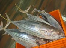 Frozen Skipjack Tuna Whole Round