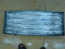 Frozen Ribbon fish whole round