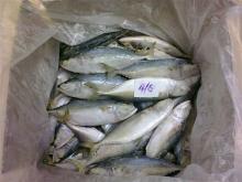 Frozen Indian Mackerel