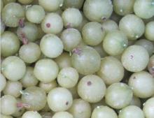 FROZEN GOOSE BERRY