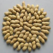 Raw Peanuts in Shell