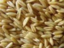 Oat Extract