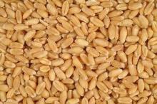 Wheats