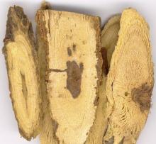 Griffonia simplicifolia Seed Extract 5-HTP(sales04@nutra-max.com)
