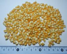 Popcorn butterfly