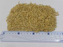 Feed barley