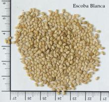 Sesame seeds Escoba Blanca