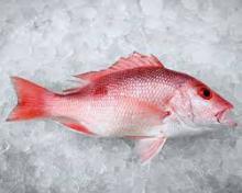 Frozen Red Snapper Fish