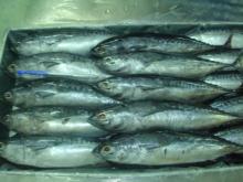 bullet tuna