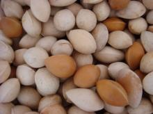 Raw Ginkgo Nuts