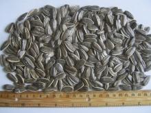 Striped Sunflower seeds inshell - Confeta Jaguar 24/64