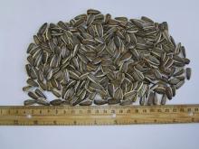 Striped Sunflower seeds inshell - Confeta Jaguar 22/64