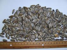 Striped  Sunflower   seeds  inshell - Confeta Jaguar  20 / 64 