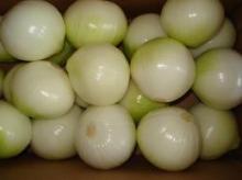 onion