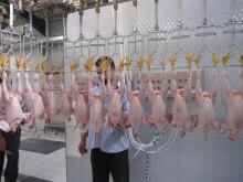 Whole Chicken