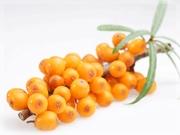  Hippophae  oil