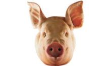 PIG HEAD