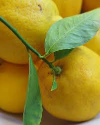 FRESH SOUTH AFRICA LEMONS
