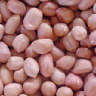 2013 PEANUT FROM SOUTH AFRICA