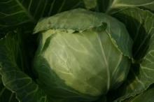 FRESH CABBAGE FROM SOUTH AFRICA