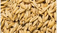 Feed Barley