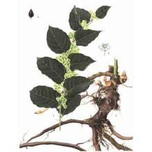 Giant Knotweed Extract 98% Resveratrol