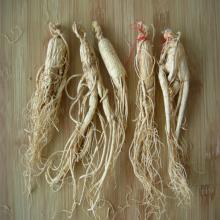 Ginseng Root Extract 80% Ginsenosides