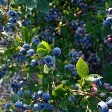  Blueberry   Extract   Juice  65 Brix