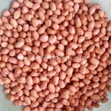 New crop round shape peanuts kernels