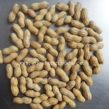good taste shandong roasted peanuts in shell