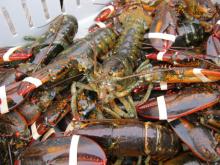 live lobsters