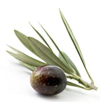 Green Olive Leaf Extract