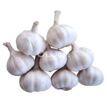 2013 Normal White Garlic 9