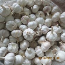 2013 Normal White Garlic 10