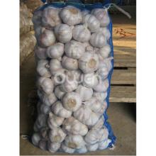 2013 Normal White Garlic 12