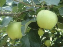  Fresh   Green   Apple 
