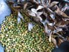  edam  seeds