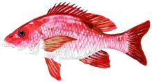 Red Snapper